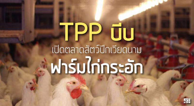 TPP บีบเปิดตลาดสัตว์ปีกเวียดนาม-ฟาร์มไก่กระอัก TPP บีบเปิดตลาดสัตว์ปีกเวียดนาม-ฟาร์มไก่กระอัก