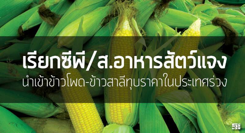 เรียกซีพี/ส.อาหารสัตว์แจง นำเข้าข้าวโพด-ข้าวสาลีทุบราคาในประเทศร่วง เรียกซีพี/ส.อาหารสัตว์แจง นำเข้าข้าวโพด-ข้าวสาลีทุบราคาในประเทศร่วง
