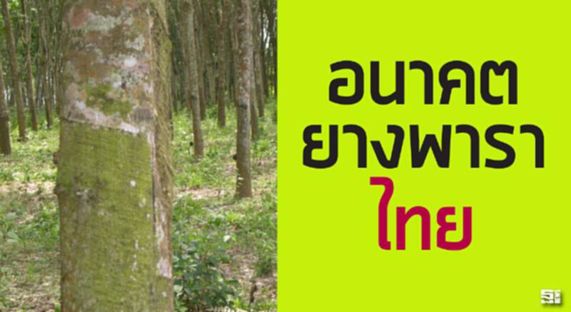 อนาคตยางพาราไทย อนาคตยางพาราไทย