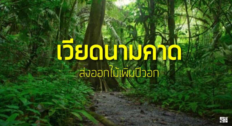 เวียดนามคาดส่งออกไม้เพิ่มปีวอก เวียดนามคาดส่งออกไม้เพิ่มปีวอก