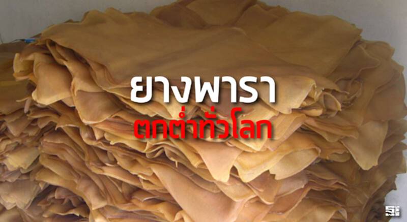 ยางพาราตกต่ำทั่วโลก ยางพาราตกต่ำทั่วโลก