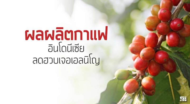 ผลผลิตกาแฟอินโดนีเซียลดฮวบเจอเอลนิโญ ผลผลิตกาแฟอินโดนีเซียลดฮวบเจอเอลนิโญ