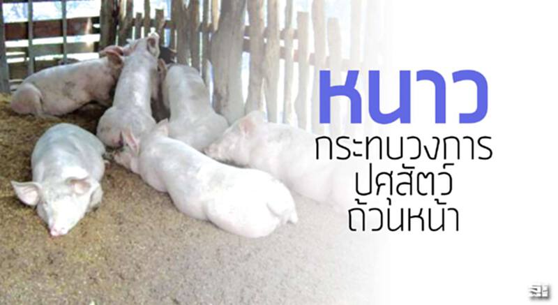 หนาวกระทบวงการปศุสัตว์ถ้วนหน้า ‘หมู-กุ้ง-ไก่’ลดกินอาหาร-โตช้ามีตาย หนาวกระทบวงการปศุสัตว์ถ้วนหน้า ‘หมู-กุ้ง-ไก่’ลดกินอาหาร-โตช้ามีตาย