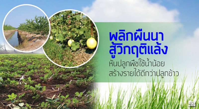 พลิกผืนนาสู้วิกฤติแล้ง หันปลูกพืชใช้น้ำน้อยสร้างรายได้ดีกว่าปลูกข้าว พลิกผืนนาสู้วิกฤติแล้ง หันปลูกพืชใช้น้ำน้อยสร้างรายได้ดีกว่าปลูกข้าว