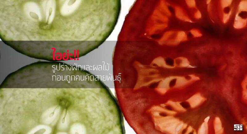 ไอย่ะ!! รูปร่างผักและผลไม้ก่อนถูกคนคัดสายพันธุ์ ไอย่ะ!! รูปร่างผักและผลไม้ก่อนถูกคนคัดสายพันธุ์