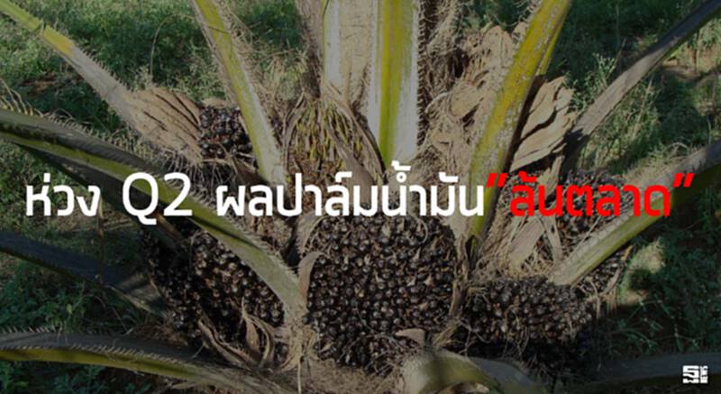 ห่วงQ2ผลปาล์มนํ้ามันล้นตลาด สั่งอคส.ซื้อแสนตันตรึง4.20บ./กก. ห่วงQ2ผลปาล์มนํ้ามันล้นตลาด สั่งอคส.ซื้อแสนตันตรึง4.20บ./กก.