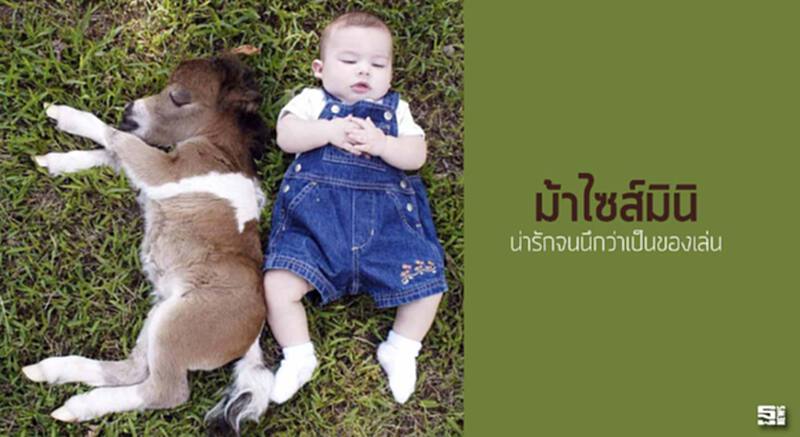 15 ม้า ไซส์มินิ น่ารักจนนึกว่าเป็นของเล่น 15 ม้า ไซส์มินิ น่ารักจนนึกว่าเป็นของเล่น