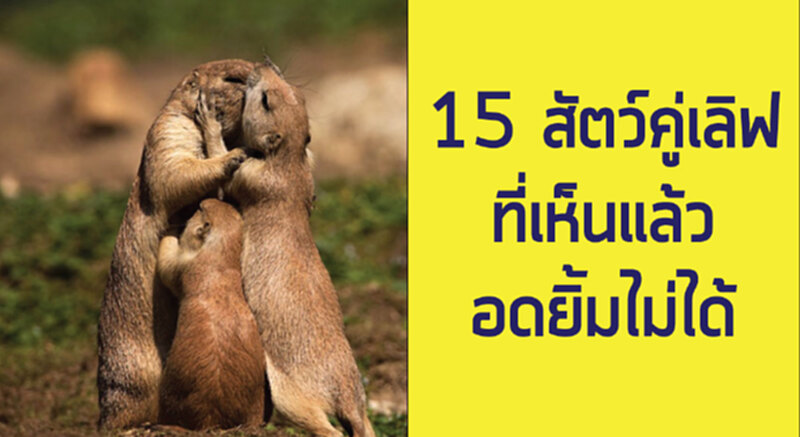 15 สัตว์คู่เลิฟ ที่เห็นแล้วต้องอดยิ้มไม่ได้ 15 สัตว์คู่เลิฟ ที่เห็นแล้วต้องอดยิ้มไม่ได้