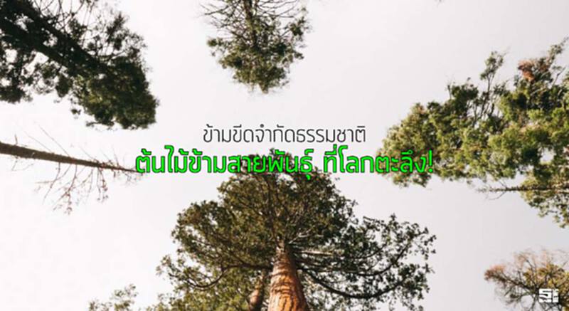ข้ามขีดจำกัดธรรมชาติ ต้นไม้ข้ามสายพันธุ์ ที่โลกตะลึง! ข้ามขีดจำกัดธรรมชาติ ต้นไม้ข้ามสายพันธุ์ ที่โลกตะลึง!
