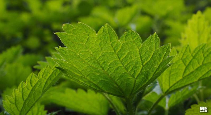 สภาอุตฯสินค้าเสริมอาหารแก้เหตุขาดวัตถุดิบ เร่งปลูกพืชสมุนไพรลดนำเข้าปีละแสนล้านบาท