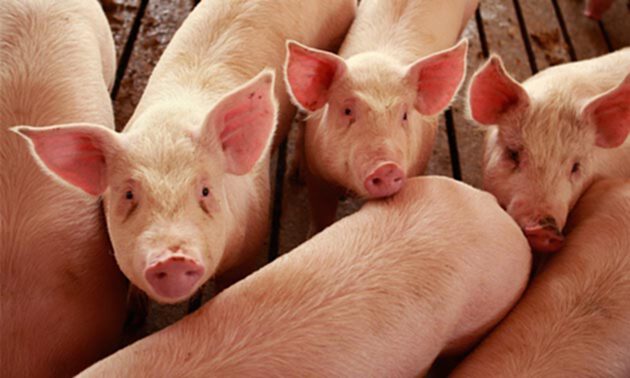 ผู้เลี้ยงหมูภาคใต้ชี้ราคาหมูขึ้นตามภาพรวมของประเทศ ผู้เลี้ยงหมูภาคใต้ชี้ราคาหมูขึ้นตามภาพรวมของประเทศ