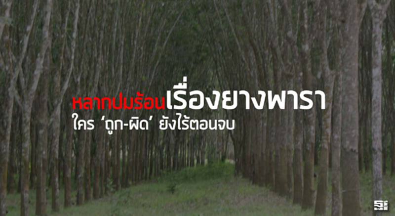 หลากปมร้อนเรื่องยางพารา ใคร ‘ถูก-ผิด’ ยังไร้ตอนจบ หลากปมร้อนเรื่องยางพารา ใคร ‘ถูก-ผิด’ ยังไร้ตอนจบ