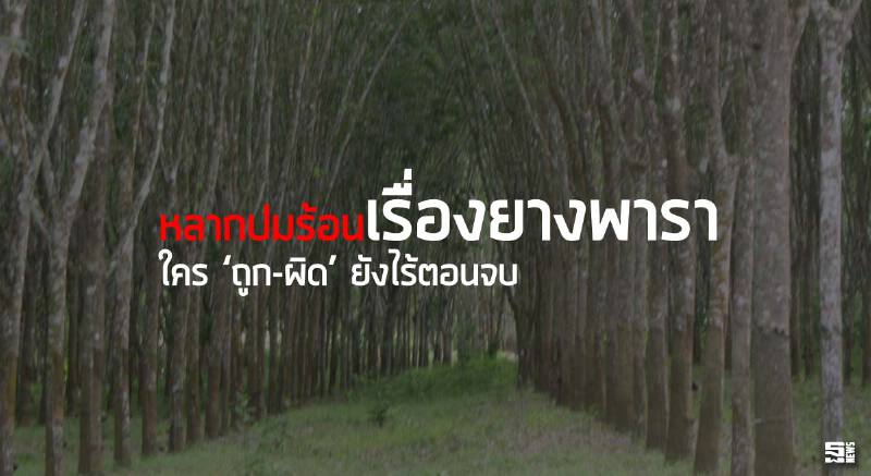 หลากปมร้อนเรื่องยางพารา ใคร ‘ถูก-ผิด’ ยังไร้ตอนจบ หลากปมร้อนเรื่องยางพารา ใคร ‘ถูก-ผิด’ ยังไร้ตอนจบ