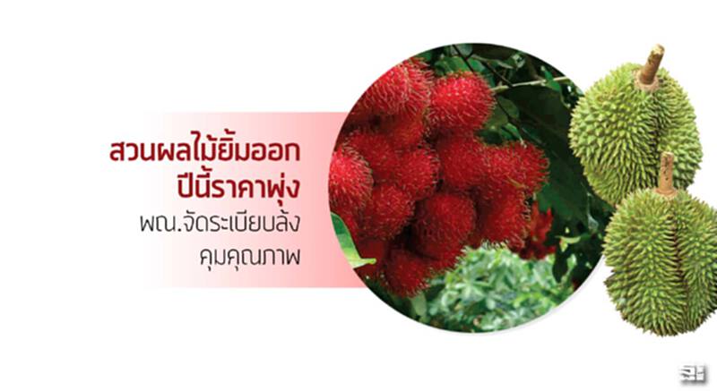 สวนผลไม้ยิ้มออกปีนี้ราคาพุ่ง พณ.จัดระเบียบล้งคุมคุณภาพ สวนผลไม้ยิ้มออกปีนี้ราคาพุ่ง พณ.จัดระเบียบล้งคุมคุณภาพ