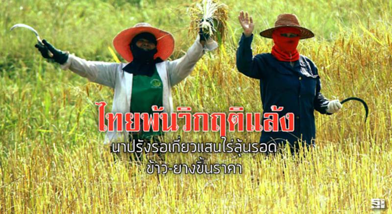 ไทยพ้นวิกฤติแล้ง นาปรังรอเกี่ยวแสนไร่ลุ้นรอด/ข้าว-ยางขึ้นราคา ไทยพ้นวิกฤติแล้ง นาปรังรอเกี่ยวแสนไร่ลุ้นรอด/ข้าว-ยางขึ้นราคา