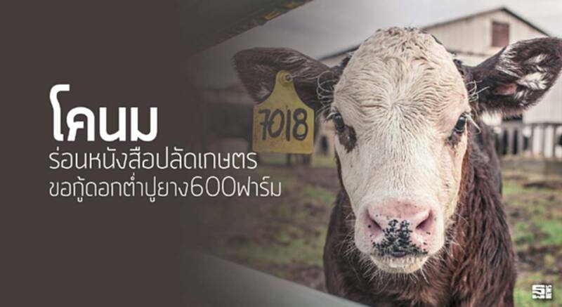 โคนมร่อนหนังสือปลัดเกษตร ขอกู้ดอกตํ่าปูยาง600ฟาร์ม โคนมร่อนหนังสือปลัดเกษตร ขอกู้ดอกตํ่าปูยาง600ฟาร์ม