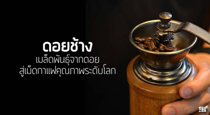 ดอยช้างเมล็ดพันธุ์จากดอย สู่เม็ดกาแฟคุณภาพระดับโลก ดอยช้างเมล็ดพันธุ์จากดอย สู่เม็ดกาแฟคุณภาพระดับโลก