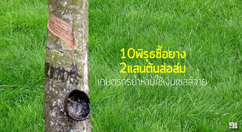 10พิรุธซื้อยาง2แสนตันส่อล่ม เกษตรกรย้ำห้ามใช้เงินเซสส์จ่าย 10พิรุธซื้อยาง2แสนตันส่อล่ม เกษตรกรย้ำห้ามใช้เงินเซสส์จ่าย