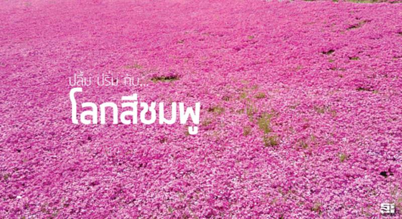 ปลื้ม ปริ่ม กับ...โลกสีชมพู ปลื้ม ปริ่ม กับ...โลกสีชมพู