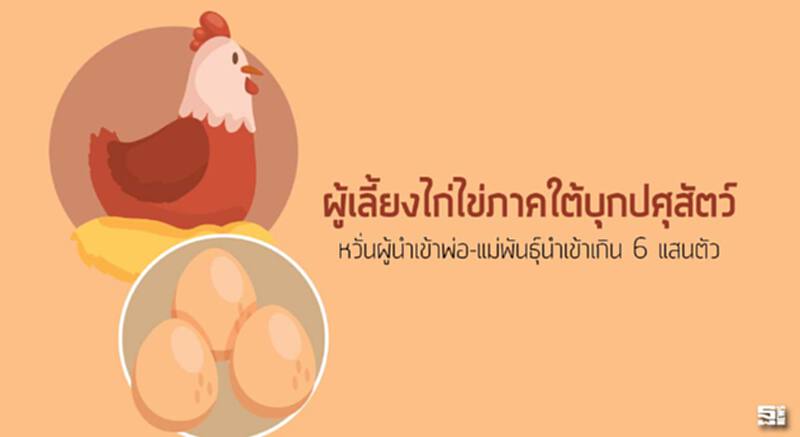 ผู้เลี้ยงไก่ไข่ภาคใต้บุกปศุสัตว์ หวั่นผู้นำเข้าพ่อ-แม่พันธุ์นำเข้าเกิน 6 แสนตัว ผู้เลี้ยงไก่ไข่ภาคใต้บุกปศุสัตว์ หวั่นผู้นำเข้าพ่อ-แม่พันธุ์นำเข้าเกิน 6 แสนตัว