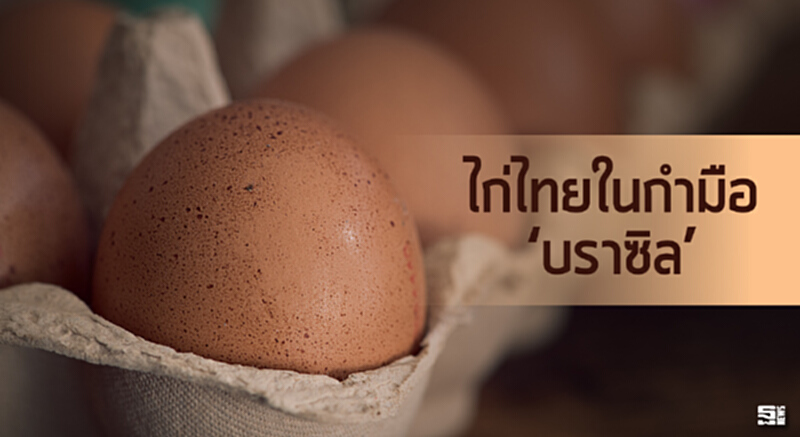 ไก่ไทยในกำมือ ‘บราซิล’ ไก่ไทยในกำมือ ‘บราซิล’