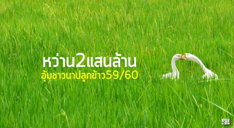 หว่าน2แสนล้านอุ้มชาวนาปลูกข้าว59/60 หว่าน2แสนล้านอุ้มชาวนาปลูกข้าว59/60
