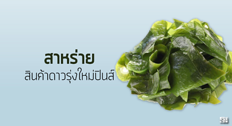‘สาหร่าย’ สินค้าดาวรุ่งใหม่ปินส์ ‘สาหร่าย’ สินค้าดาวรุ่งใหม่ปินส์