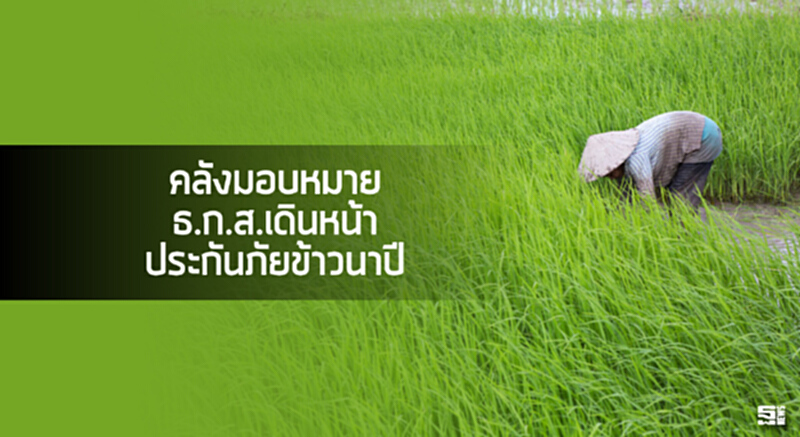 คลังมอบหมาย ธ.ก.ส.เดินหน้าประกันภัยข้าวนาปี คลังมอบหมาย ธ.ก.ส.เดินหน้าประกันภัยข้าวนาปี