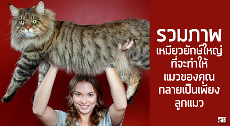 รวมภาพ เหมียวยักษ์ใหญ่ ที่จะทำให้แมวของคุณกลายเป็นเพียงลูกแมว รวมภาพ เหมียวยักษ์ใหญ่ ที่จะทำให้แมวของคุณกลายเป็นเพียงลูกแมว