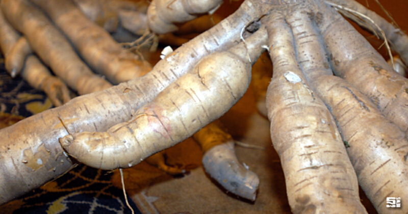 พาณิชย์ลุ้นประมูลมัน 3.4 แสนตัน เอกชนส่งสัญญาณกดราคาตํ่า/ส่งออก 8 เดือนวูบหนัก พาณิชย์ลุ้นประมูลมัน 3.4 แสนตัน เอกชนส่งสัญญาณกดราคาตํ่า/ส่งออก 8 เดือนวูบหนัก