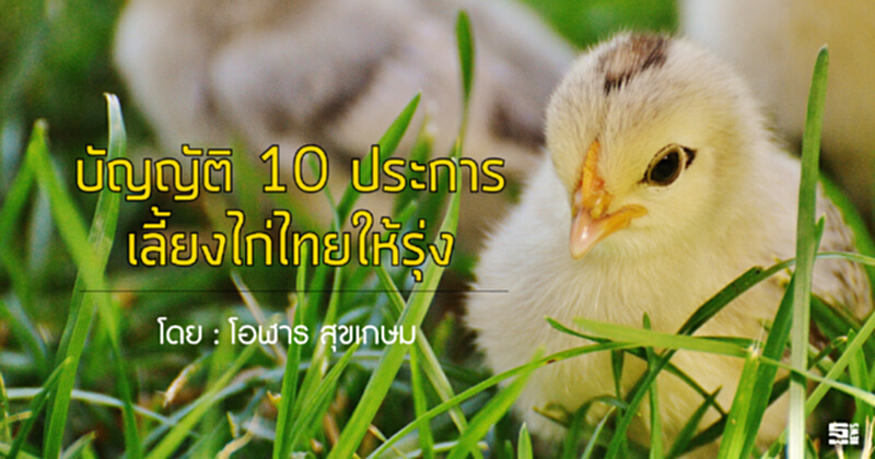 บัญญัติ 10 ประการเลี้ยงไก่ไทยให้รุ่ง บัญญัติ 10 ประการเลี้ยงไก่ไทยให้รุ่ง