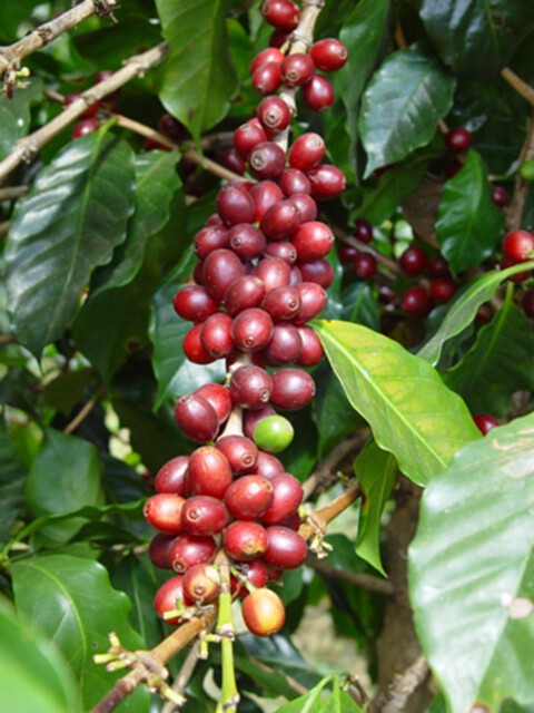 กรมวิชาการเกษตรเตือนกาแฟอาราบิก้าระวัง 2 โรค กรมวิชาการเกษตรเตือนกาแฟอาราบิก้าระวัง 2 โรค