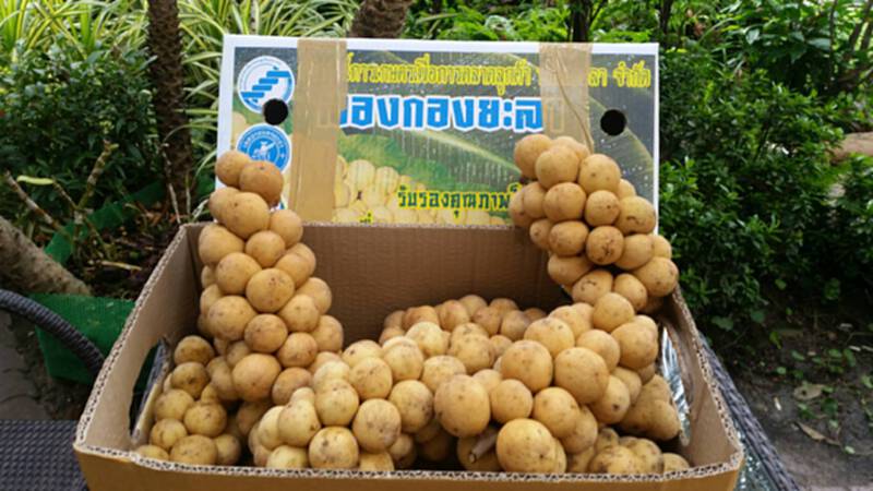 "ลองกองประชารัฐ" ล็อตแรก 3 พันก.ก. ถึงมือ "หอไทย" "ลองกองประชารัฐ" ล็อตแรก 3 พันก.ก. ถึงมือ "หอไทย"