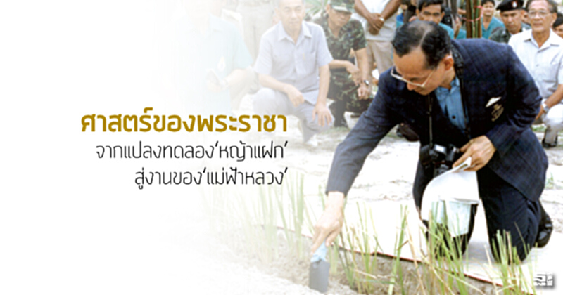 ศาสตร์ของพระราชา จากแปลงทดลอง‘หญ้าแฝก’ สู่งานของ‘แม่ฟ้าหลวง’ ศาสตร์ของพระราชา จากแปลงทดลอง‘หญ้าแฝก’ สู่งานของ‘แม่ฟ้าหลวง’