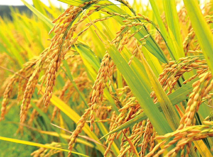 23บริษัทผนึกพลังอุ้มชาวนา รับซื้อข้าวหอม1.25แสนตัน 23บริษัทผนึกพลังอุ้มชาวนา รับซื้อข้าวหอม1.25แสนตัน