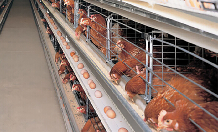 3 ชาติรุมนำเข้าไข่ไก่ไทย 3 ชาติรุมนำเข้าไข่ไก่ไทย
