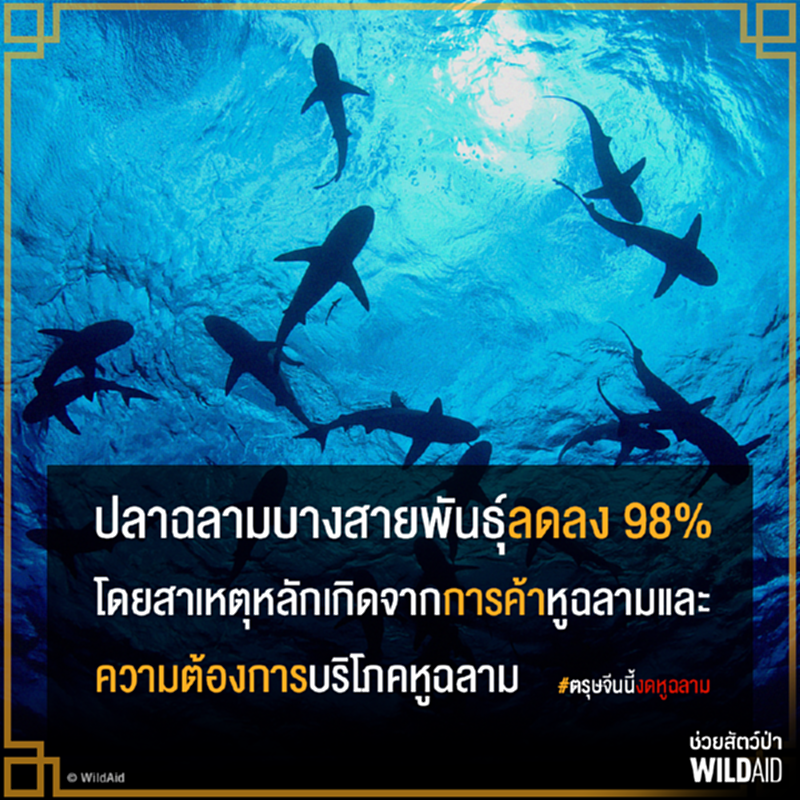 WildAid รณรงค์เฉลิมฉลองเทศกาลตรุษจีน ด้วยการงดบริโภคหูฉลาม WildAid รณรงค์เฉลิมฉลองเทศกาลตรุษจีน ด้วยการงดบริโภคหูฉลาม