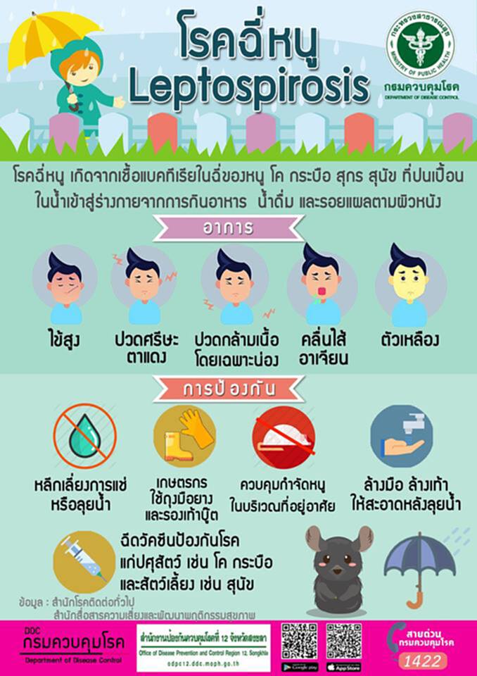 สธ.เตือนประชาชนระวังโรคฉี่หนูในพื้นที่น้ำท่วมขังระวัง สธ.เตือนประชาชนระวังโรคฉี่หนูในพื้นที่น้ำท่วมขังระวัง