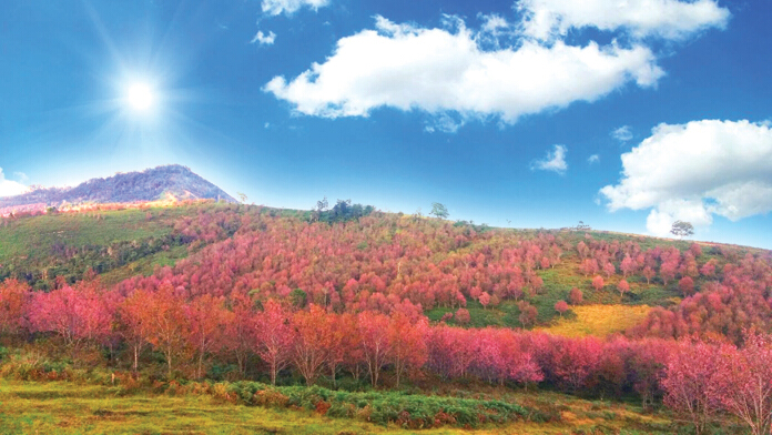 หนาวลมห่มฟ้า ริมผาสีชมพู @ ภูลมโล