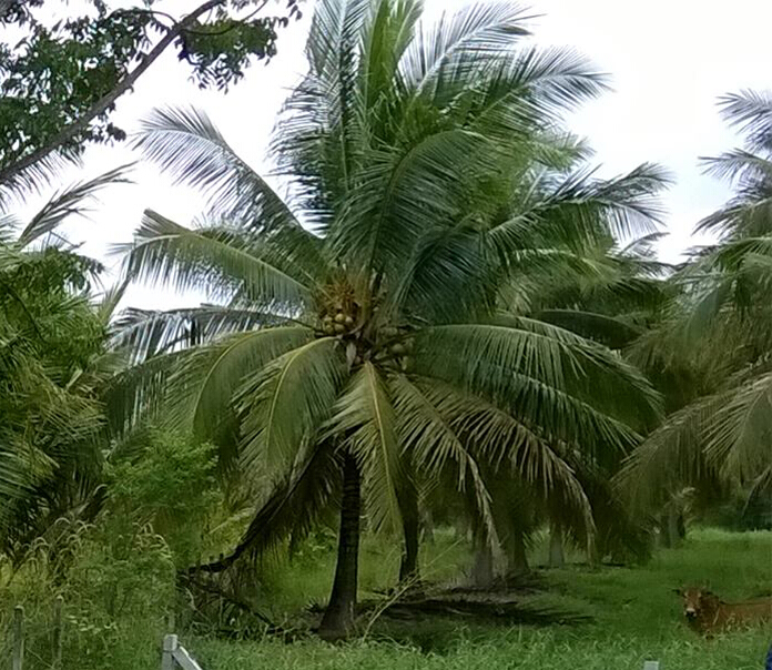 จ่อนำเข้ามะพร้าวแสนตัน'อำพลฟูดส์'รุกลงทุนพม่า