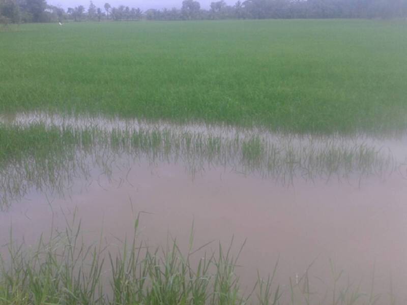 ฝนถล่มชาวนาเมืองคอนผวานาข้าวเสียหายร้องเปิดประตูปากพนังด่วน ฝนถล่มชาวนาเมืองคอนผวานาข้าวเสียหายร้องเปิดประตูปากพนังด่วน