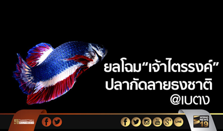 ยลโฉม “เจ้าไตรรงค์ ” ปลากัดลายธงชาติ ในงาน111ปี เล่าขานตำนานเมืองเบตง ยลโฉม “เจ้าไตรรงค์ ” ปลากัดลายธงชาติ ในงาน111ปี เล่าขานตำนานเมืองเบตง
