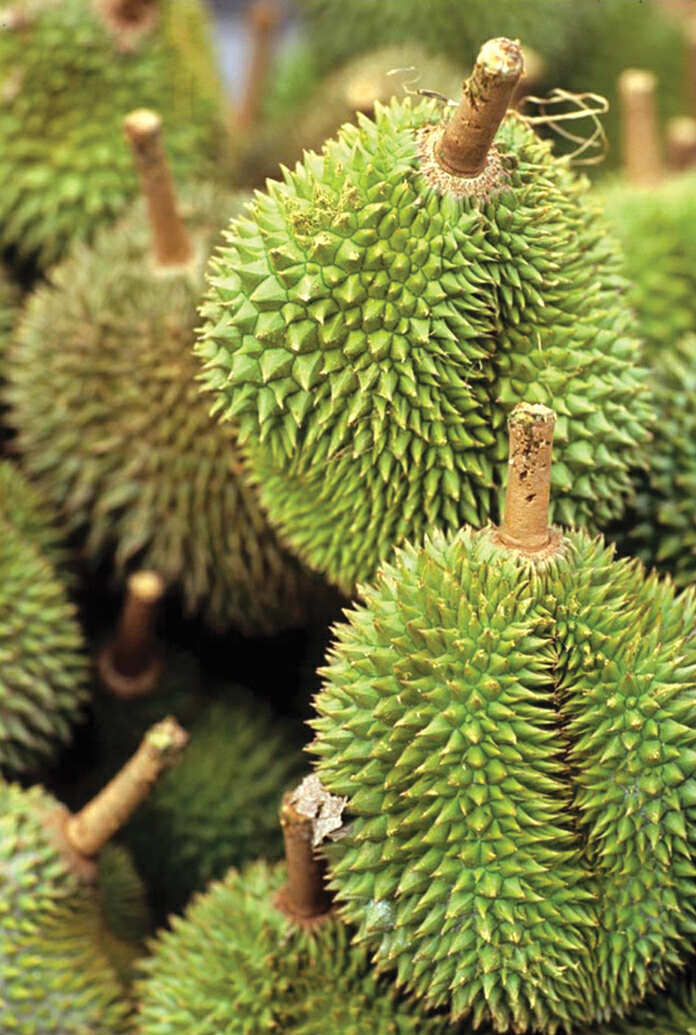 คุมเข้ม‘ล้งเถื่อน’รับผลไม้3จังหวัด