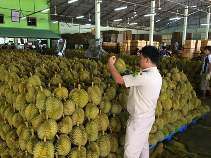 กรมวิชาการเกษตรยันทุเรียนส่งออกแดนปลาดิบไม่ใช่ทุเรียนอ่อน กรมวิชาการเกษตรยันทุเรียนส่งออกแดนปลาดิบไม่ใช่ทุเรียนอ่อน