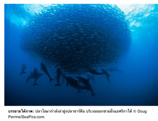 ไทยยูเนี่ยนประกาศพันธกิจร่วมกับ SeaBOS เดินหน้าพัฒนาท้องทะเล ไทยยูเนี่ยนประกาศพันธกิจร่วมกับ SeaBOS เดินหน้าพัฒนาท้องทะเล