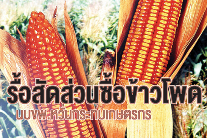 รื้อสัดส่วนซื้อข้าวโพดใหม่ นบขพ.หวั่นกระทบเกษตรกร รื้อสัดส่วนซื้อข้าวโพดใหม่ นบขพ.หวั่นกระทบเกษตรกร