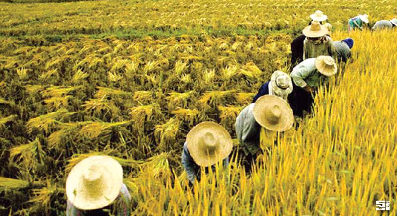 ชงรัฐ‘โมเดลปลดหนี้ชาวนาเป็นศูนย์’