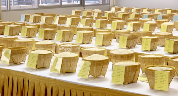 คต.เปิดประมูลข้าว 1.6 แสนตัน มีผู้เสนอซื้อ 11 รายในราคารสูงสุด คต.เปิดประมูลข้าว 1.6 แสนตัน มีผู้เสนอซื้อ 11 รายในราคารสูงสุด