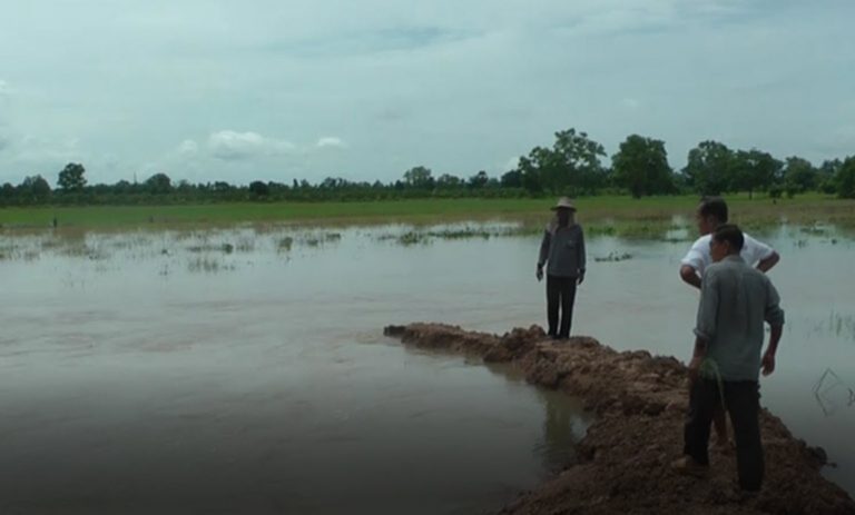 นบข.คาดน้ำท่วมผลผลิตข้าวนาปีเสียหาย 1.5-2 ล้านตัน นบข.คาดน้ำท่วมผลผลิตข้าวนาปีเสียหาย 1.5-2 ล้านตัน