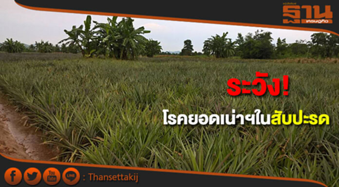 ระวัง! โรคยอดเน่ารากเน่าในสับปะรด ระวัง! โรคยอดเน่ารากเน่าในสับปะรด